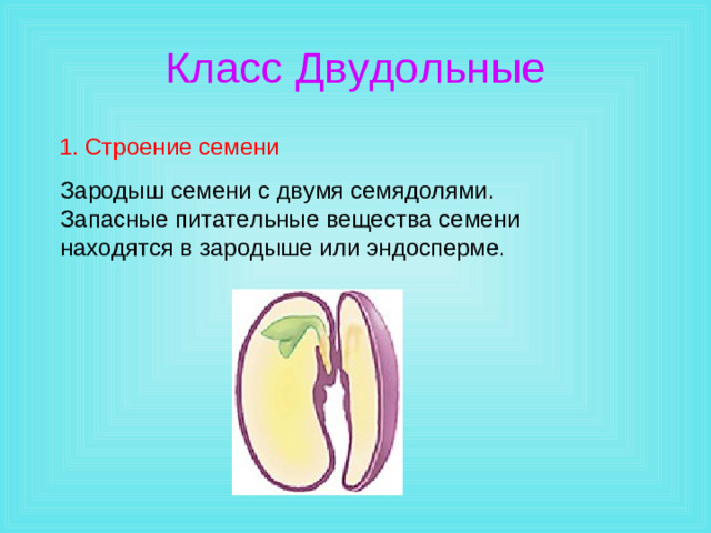 Класс Двудольные 1. Строение семени Зародыш семени с двумя семядолями. Запасные питательные вещества семени находятся в зародыше или эндосперме.