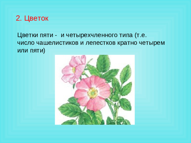 2. Цветок Цветки пяти - и четырехчленного типа (т.е. число чашелистиков и лепестков кратно четырем или пяти)