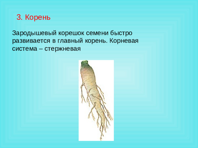 3. Корень Зародышевый корешок семени быстро развивается в главный корень. Корневая система – стержневая