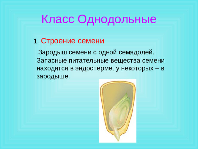 Класс Однодольные  1. Строение семени  1. Строение семени  1. Строение семени  Зародыш семени с одной семядолей. Запасные питательные вещества семени находятся в эндосперме, у некоторых – в зародыше.