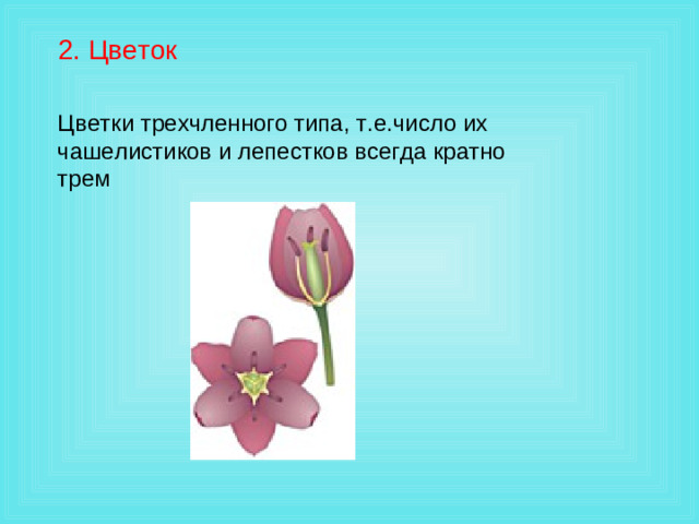 2. Цветок Цветки трехчленного типа, т.е.число их чашелистиков и лепестков всегда кратно трем