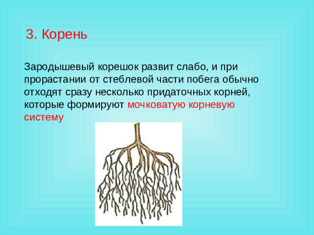 3. Корень Зародышевый корешок развит слабо, и при прорастании от стеблевой части побега обычно отходят сразу несколько придаточных корней, которые формируют мочковатую корневую  систему