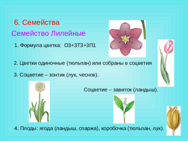 6. Семейства Семейство Лилейные 1. Формула цветка: О3+3Т3+3П1 2. Цветки одиночные (тюльпан) или собраны в соцветия 3. Соцветие – зонтик (лук, чеснок).  Соцветие – завиток (ландыш). 4. Плоды: ягода (ландыш, спаржа), коробочка (тюльпан, лук).