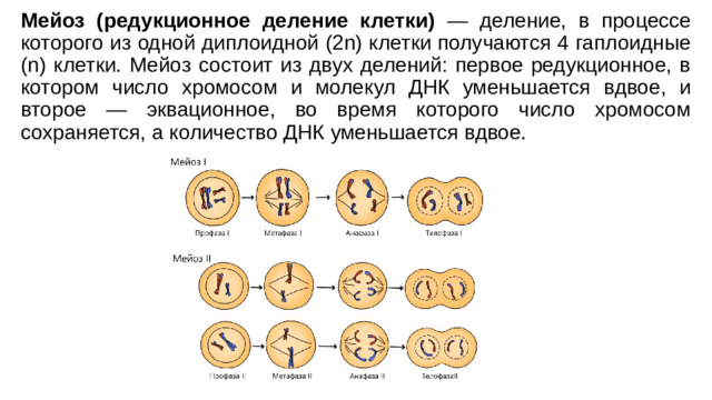 Мейоз (редукционное деление клетки) — деление, в процессе которого из одной диплоидной (2n) клетки получаются 4 гаплоидные (n) клетки. Мейоз состоит из двух делений: первое редукционное, в котором число хромосом и молекул ДНК уменьшается вдвое, и второе — эквационное, во время которого число хромосом сохраняется, а количество ДНК уменьшается вдвое.