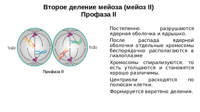 Второе деление мейоза (мейоз II)  Профаза II Постепенно разрушаются ядерная оболочка и ядрышко. После распада ядерной оболочки отдельные хромосомы беспорядочно располагаются в гиалоплазме Хромосомы спирализуются, то есть утолщаются и становятся хорошо различимы. Центриоли расходятся по полюсам клетки. Формируется веретено деления.