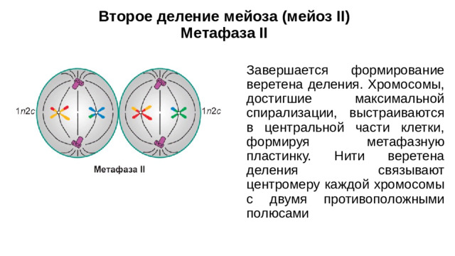 Второе деление мейоза (мейоз II)  Метафаза II Завершается формирование веретена деления. Хромосомы, достигшие максимальной спирализации, выстраиваются в центральной части клетки, формируя метафазную пластинку. Нити веретена деления связывают центромеру каждой хромосомы с двумя противоположными полюсами