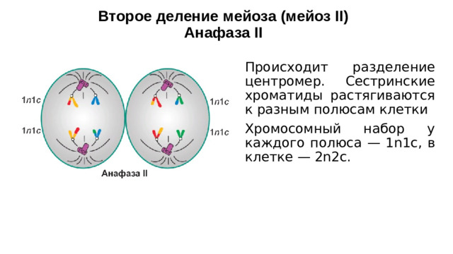 Второе деление мейоза (мейоз II)  Анафаза II Происходит разделение центромер. Сестринские хроматиды растягиваются к разным полюсам клетки Хромосомный набор у каждого полюса — 1n1c, в клетке — 2n2c.