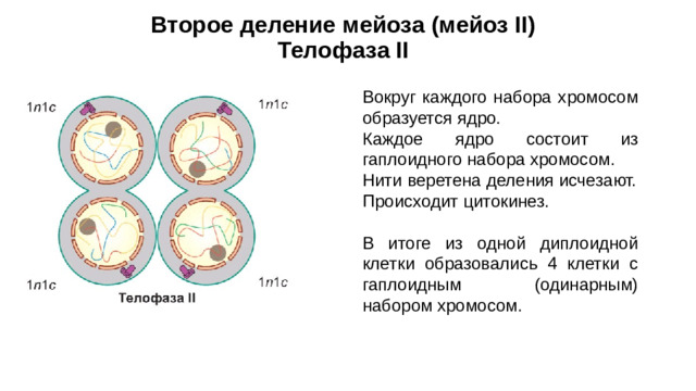 Второе деление мейоза (мейоз II)  Телофаза II Вокруг каждого набора хромосом образуется ядро. Каждое ядро ​​состоит из гаплоидного набора хромосом. Нити веретена деления исчезают. Происходит цитокинез. В итоге из одной диплоидной клетки образовались 4 клетки с гаплоидным (одинарным) набором хромосом.