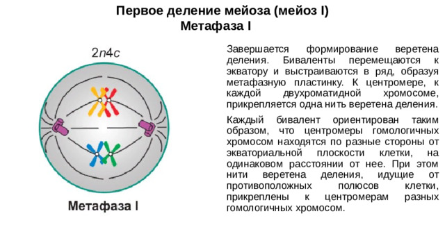 Первое деление мейоза (мейоз I) Метафаза I Завершается формирование веретена деления. Биваленты перемещаются к экватору и выстраиваются в ряд, образуя метафазную пластинку. К центромере, к каждой двухроматидной хромосоме, прикрепляется одна нить веретена деления. Каждый бивалент ориентирован таким образом, что центромеры гомологичных хромосом находятся по разные стороны от экваториальной плоскости клетки, на одинаковом расстоянии от нее. При этом нити веретена деления, идущие от противоположных полюсов клетки, прикреплены к центромерам разных гомологичных хромосом.