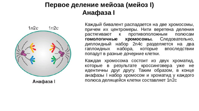 Первое деление мейоза (мейоз I)  Анафаза I Каждый бивалент распадается на две хромосомы, причем их центромеры. Нити веретена деления растягивают к противоположным полюсам гомологичные хромосомы. Следовательно, диплоидный набор 2n4c разделяется на два гаплоидных набора, которые впоследствии попадут в разные дочерние клетки. Каждая хромосома состоит из двух хроматид, которые в результате кроссинговера уже не идентичны друг другу. Таким образом, в конце анафазы I набор хромосом и хроматид у каждого полюса делящейся клетки составляет 1n2c