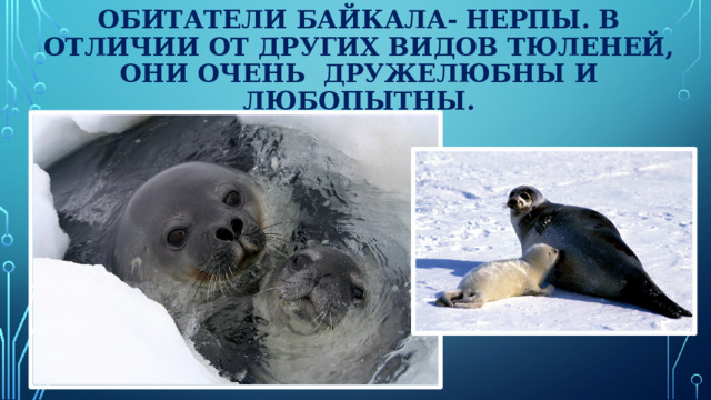 Обитатели Байкала- нерпы. В отличии от других видов тюленей, они очень дружелюбны и любопытны.