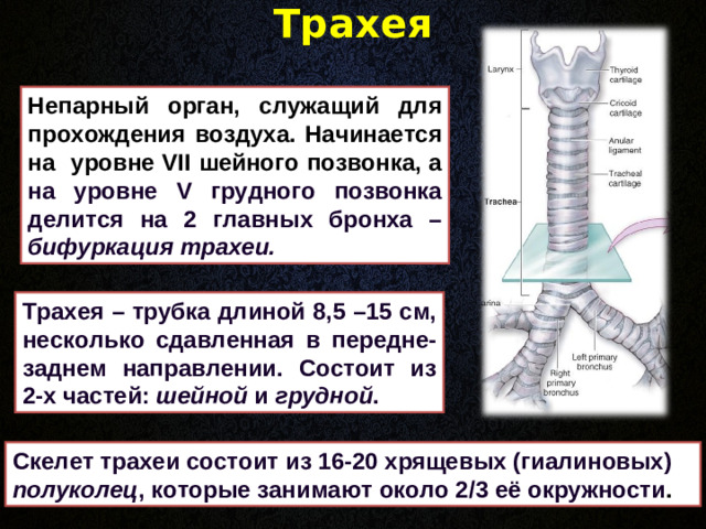Трахея   Непарный орган, служащий для прохождения воздуха. Начинается на уровне VII шейного позвонка, а на уровне V грудного позвонка делится на 2 главных бронха – бифуркация трахеи. Трахея – трубка длиной 8,5 –15 см, несколько сдавленная в передне-заднем направлении. Состоит из 2-х частей : шейной и грудной . Скелет трахеи состоит из 16-20 хрящевых (гиалиновых) полуколец , которые занимают около 2 /3 её окружности .