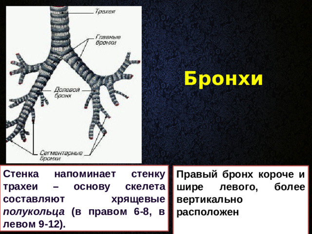 Бронхи Стенка напоминает стенку трахеи – основу скелета составляют хрящевые полукольца (в правом 6-8, в левом 9-12). Правый бронх короче и шире левого, более вертикально расположен