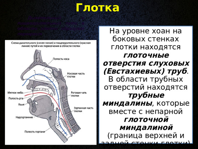 Глотка  На уровне хоан на боковых стенках глотки находятся глоточные отверстия слуховых (Евстахиевых) труб . В области трубных отверстий находятся трубные миндалины , которые вместе с непарной глоточной миндалиной (граница верхней и задней стенки глотки) входят в состав лимфоидного кольца Пирогова-Вальдейера .