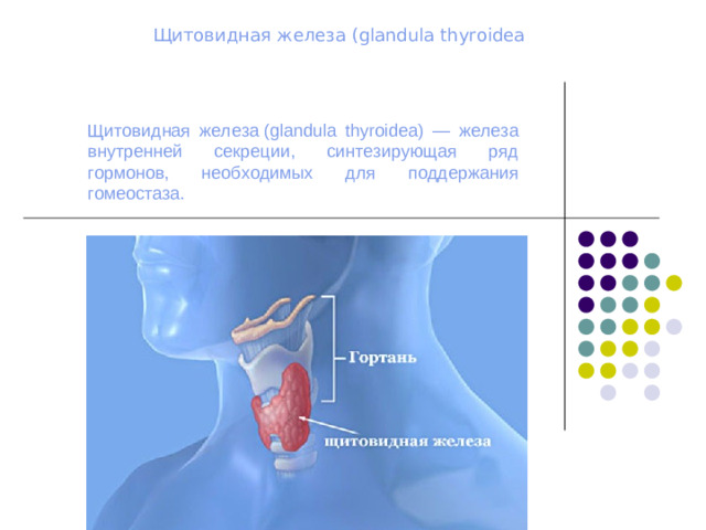 Щитовидная железа (glandula thyroidea Щитовидная железа (glandula thyroidea) — железа внутренней секреции, синтезирующая ряд гормонов, необходимых для поддержания гомеостаза.