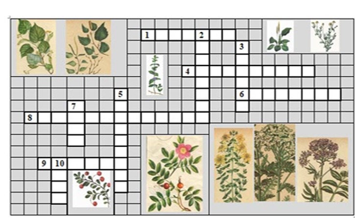 Название травы кроссворд. Кроссворд про растения с ответами. Кроссворд растения для детей. Кроссворд лекарственные растения. Кроссворд для детей про лекарственные растения.