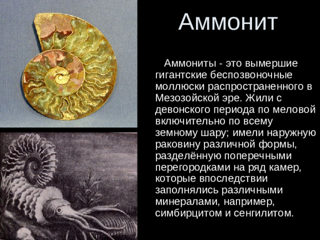 Аммонит  Аммониты - это вымершие гигантские беспозвоночные моллюски распространенного в Мезозойской эре. Жили с девонского периода по меловой включительно по всему земному шару; имели наружную раковину различной формы, разделённую поперечными перегородками на ряд камер, которые впоследствии заполнялись различными минералами, например, симбирцитом и сенгилитом.