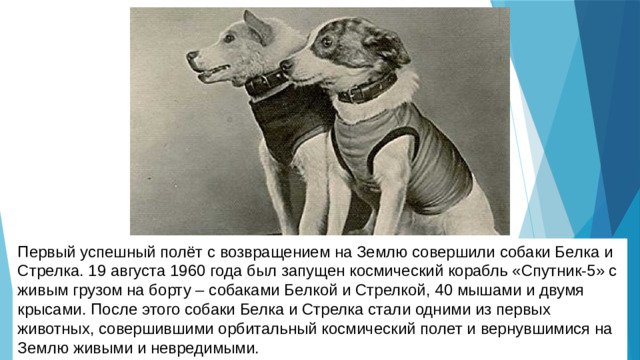 Первый успешный полёт с возвращением на Землю совершили собаки Белка и Стрелка. 19 августа 1960 года был запущен космический корабль «Спутник-5» с живым грузом на борту – собаками Белкой и Стрелкой, 40 мышами и двумя крысами. После этого собаки Белка и Стрелка стали одними из первых животных, совершившими орбитальный космический полет и вернувшимися на Землю живыми и невредимыми.