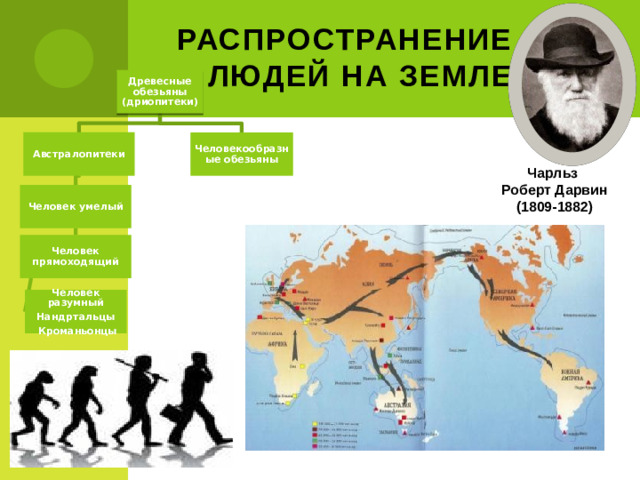 Распространение  людей на Земле Древесные обезьяны (дриопитеки) Австралопитеки Человекообразные обезьяны Чарльз Роберт Дарвин (1809-1882) Человек умелый Человек прямоходящий Человек разумный Нандртальцы  Кроманьонцы