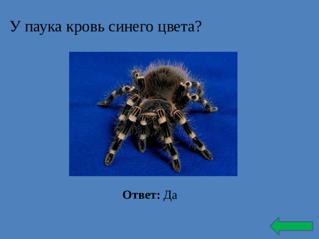 У паука кровь синего цвета? Ответ: Да