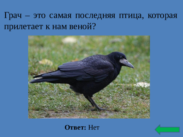 Грач – это самая последняя птица, которая прилетает к нам веной? Ответ: Нет