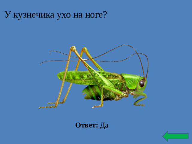 У кузнечика ухо на ноге? Ответ: Да