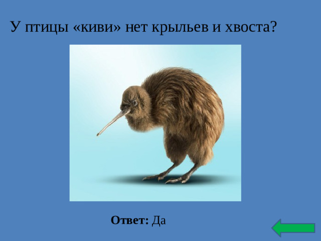 У птицы «киви» нет крыльев и хвоста? Ответ: Да