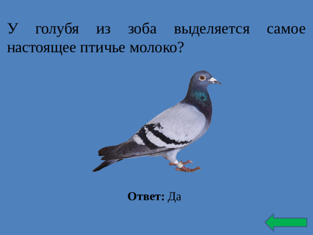 У голубя из зоба выделяется самое настоящее птичье молоко? Ответ: Да