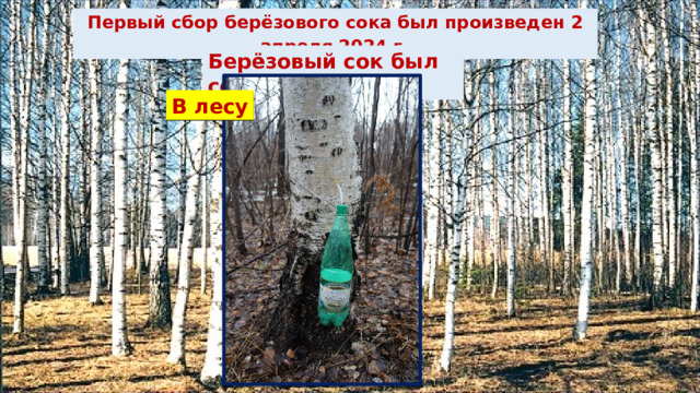 Первый сбор берёзового сока был произведен 2 апреля 2024 г . Берёзовый сок был собран: В лесу