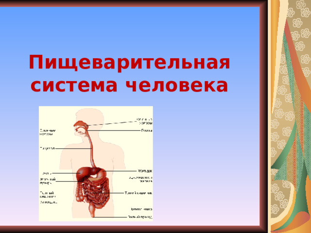 Пищеварительная система человека