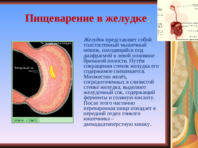 Пищеварение в желудке :  Желудок представляет собой толстостенный мышечный мешок, находящийся под диафрагмой в левой половине брюшной полости. Путём сокращения стенок желудка его содержимое смешивается. Множество желёз, сосредоточенных в слизистой стенке желудка, выделяют желудочный сок, содержащий ферменты и соляную кислоту. После этого частично переваренная пища попадает в передний отдел тонкого кишечника – двенадцатиперстную кишку .