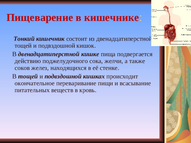 Пищеварение в кишечнике :  Тонкий кишечник состоит из двенадцатиперстной, тощей и подвздошной кишок.  В двенадцатиперстной кишке пища подвергается действию поджелудочного сока, желчи, а также соков желез, находящихся в её стенке.  В тощей и подвздошной кишках происходит окончательное переваривание пищи и всасывание питательных веществ в кровь.