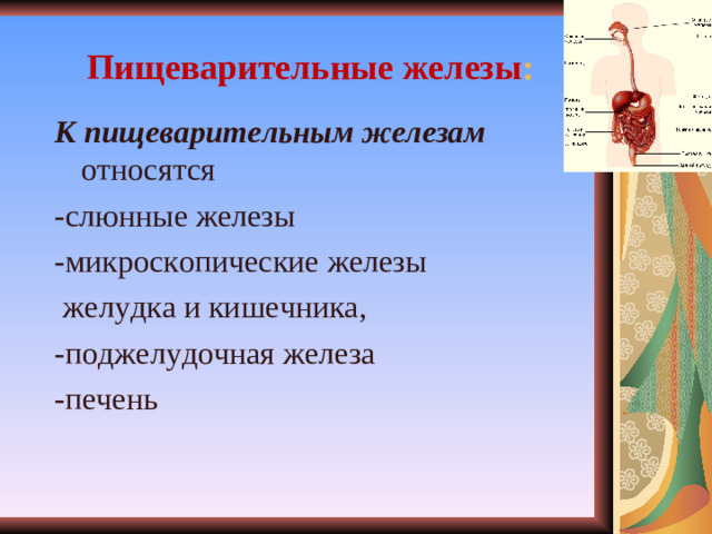 Пищеварительные железы :  К пищеварительным железам относятся -слюнные железы -микроскопические железы  желудка и кишечника, -поджелудочная железа -печень