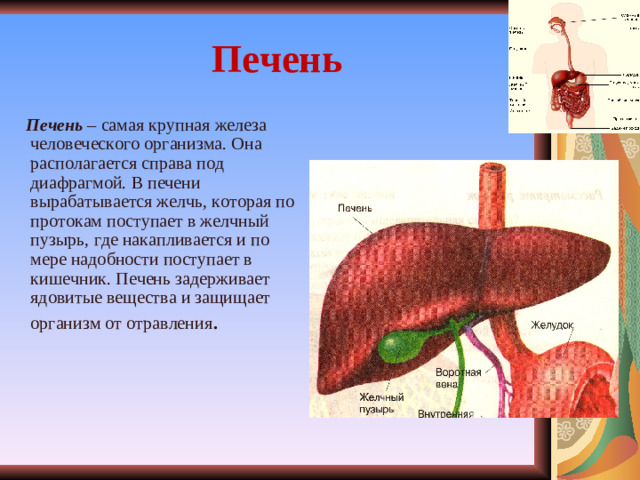 Печень  Печень – самая крупная железа человеческого организма. Она располагается справа под диафрагмой. В печени вырабатывается желчь, которая по протокам поступает в желчный пузырь, где накапливается и по мере надобности поступает в кишечник. Печень задерживает ядовитые вещества и защищает организм от отравления .