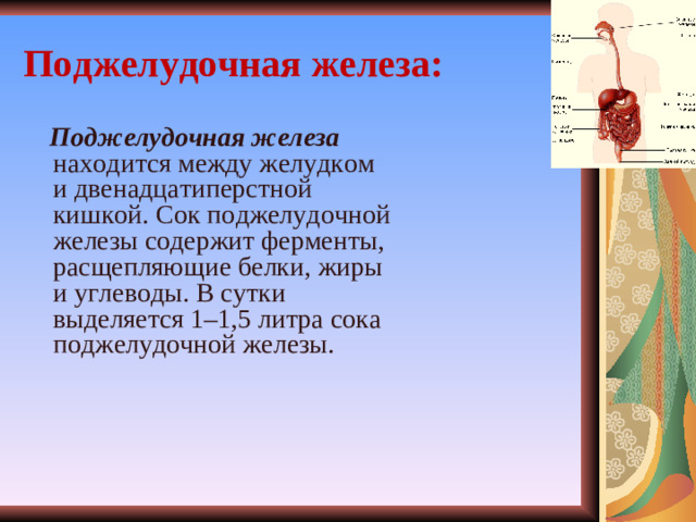 Поджелудочная железа:  Поджелудочная железа находится между желудком и двенадцатиперстной кишкой. Сок поджелудочной железы содержит ферменты, расщепляющие белки, жиры и углеводы. В сутки выделяется 1–1,5 литра сока поджелудочной железы.