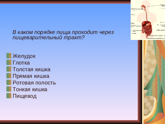 В каком порядке пища проходит через пищеварительный тракт?