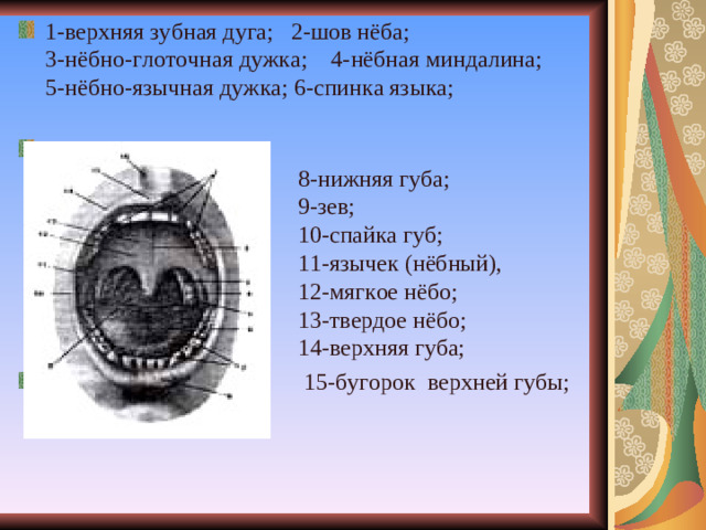 1-верхняя зубная дуга; 2-шов нёба;  3-нёбно-глоточная дужка; 4-нёбная миндалина;  5-нёбно-язычная дужка; 6-спинка языка;   7-нижняя зубная дуга;  8-нижняя губа;  9-зев;  10-спайка губ;  11-язычек (нёбный),  12-мягкое нёбо;  13-твердое нёбо;  14-верхняя губа;  15-бугорок верхней губы;