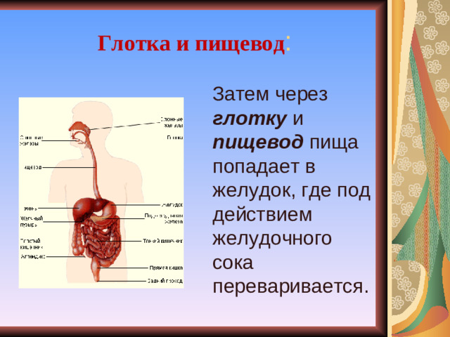Глотка и пищевод :  Затем через глотку и пищевод пища попадает в желудок, где под действием желудочного сока переваривается.