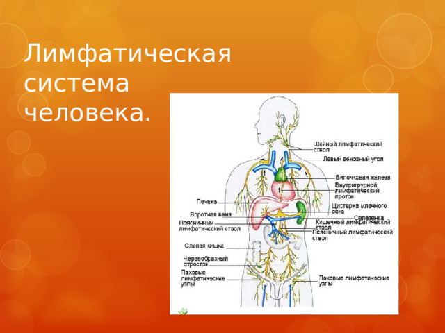 Лимфатическая система человека.