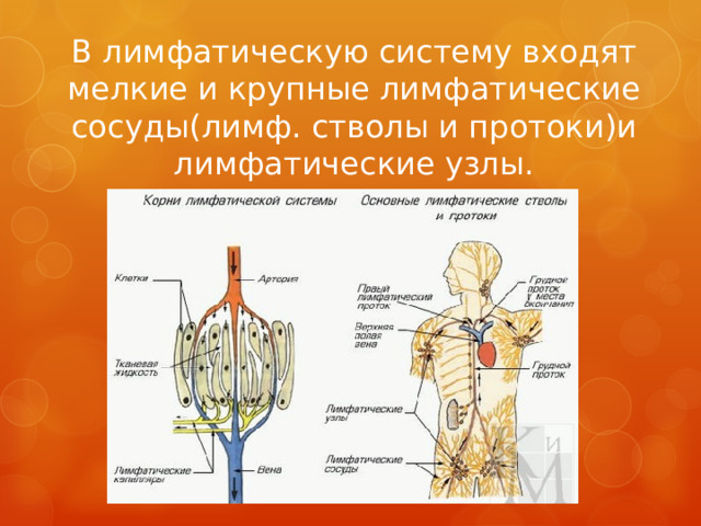 В лимфатическую систему входят мелкие и крупные лимфатические сосуды(лимф. стволы и протоки)и лимфатические узлы.