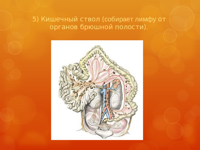 5)  Кишечный ствол  ( собирает лимфу от органов брюшной полости).