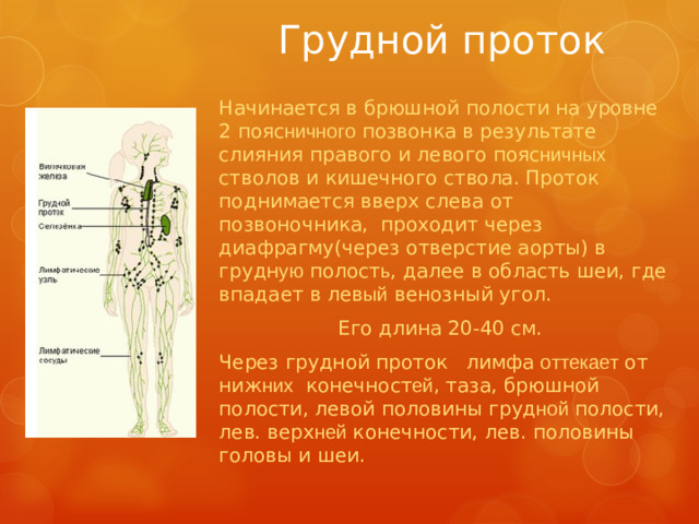 Грудной проток Начинается в брюшной полости на уровне 2 пояс ничного позвонка в результате слияния правого и левого пояс ничных стволов и кишечного ствола. Проток поднимается вверх слева от позвоночника, проходит через диафрагму(через отверстие аорты) в грудн ую полост ь , далее в область шеи, где впадает в лев ый венозный угол. Его длина 20-40 см. Через грудной проток лимфа оттекает от ниж них конечност ей , таза, брюшной полости, левой половины груд ной полости, лев. верх ней конечности, лев. половины головы и шеи.