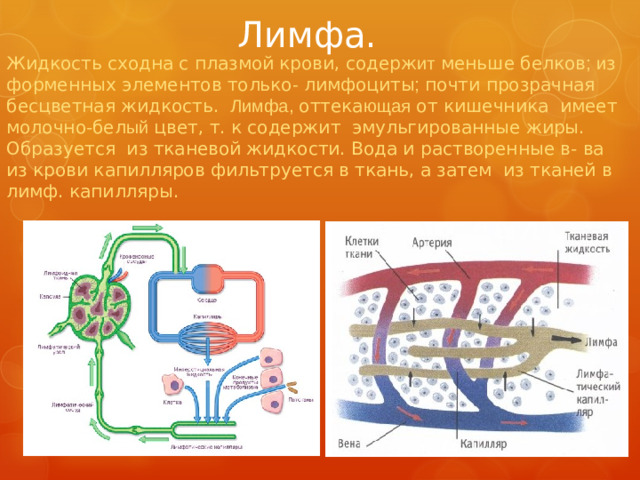 Лимфа. Жидкость сходна с плазмой крови, содерж ит меньше белков ;  и з форменных элементов только - лимфоциты ; почти прозрачная бесцветная жидкость. Лимфа, оттека ющая от кишечника имеет молочно-бел ый цвет, т. к содержит эмульгированные жиры. Образуется из тканевой жидкости. Вода и растворенные в- ва из крови капилляров фильтруется в ткань, а затем из тканей в лимф. капилляры.