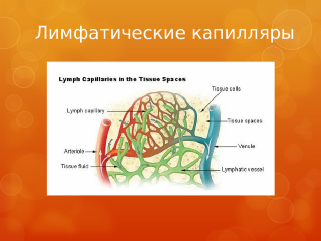 Лимфатические капилляры