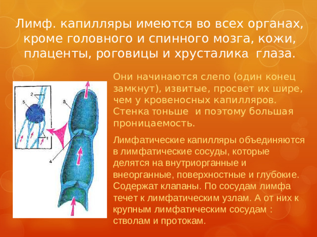 Лимф. капилляры имеются во всех органах, кроме головного и спинного мозга, кожи, плаценты, роговицы и хрусталик а глаза. Они начинаются слепо  (один конец замкнут), извитые, просвет их шире, чем у кровеносных капилляров. Стенк а  то ньше и поэтому большая проницаемость. Лимфатические капилляры объединяются в лимфатические сосуды, которые делятся на внутриорганные и внеорганные, поверхностные и глубокие. Содержат клапаны. По сосудам лимфа течет к лимфатическим узлам. А от них к крупным лимфатическим сосудам : стволам и протокам.