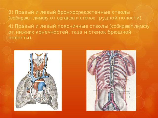 3)  Правый и левый бронхос редос тенные стволы  ( собирают лимфу от органов и стенок грудной полости). 4)  Правый и левый поясничные стволы  ( собирают лимфу от ниж них конечностей, таза и стенок брюшной полости).