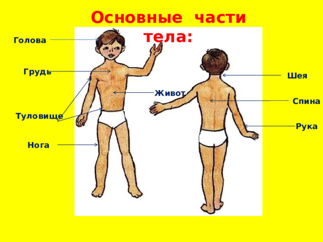 Основные части тела: Голова  Грудь Шея  Живот Спина  Туловище Рука  Нога