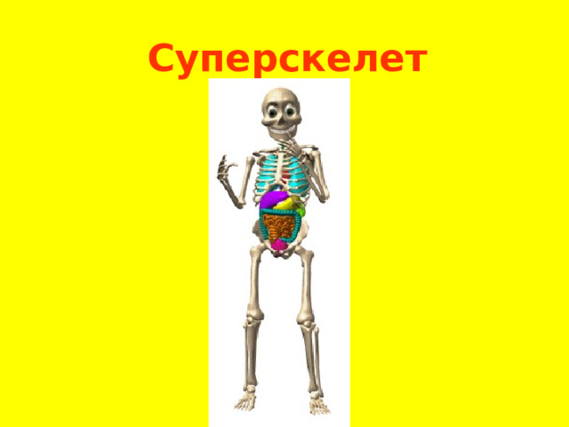 Суперскелет