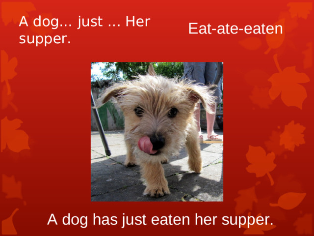 A dog… just ... Her supper. Eat-ate-eaten A dog has just eaten her supper.