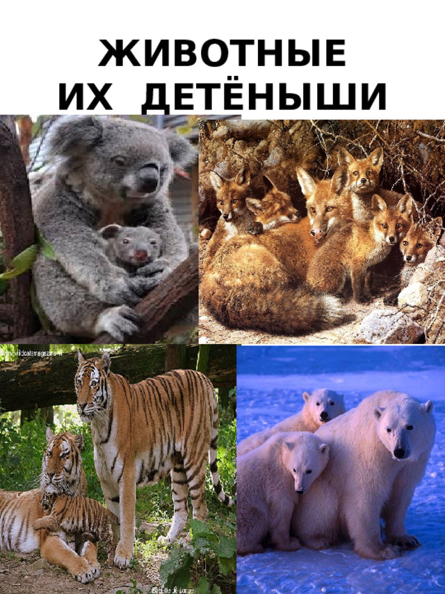 ЖИВОТНЫЕ  ИХ ДЕТЁНЫШИ